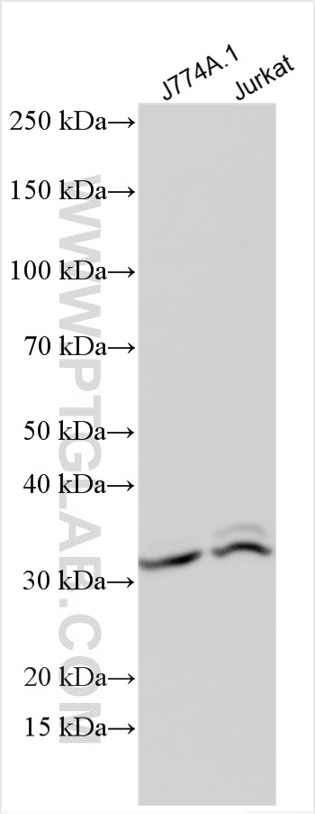 Western Blot (WB) analysis of various lysates using Fas/CD95 Polyclonal antibody (30601-1-AP)