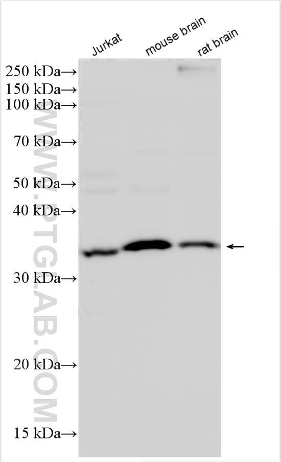 Western Blot (WB) analysis of various lysates using Fas/CD95 Polyclonal antibody (30601-1-AP)