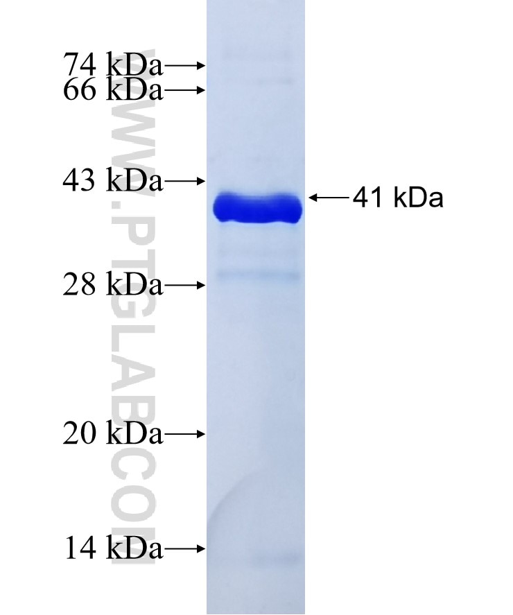 Fas/CD95 fusion protein Ag30426 SDS-PAGE