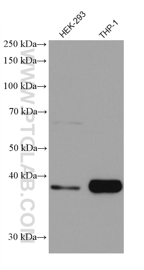 Western Blot (WB) analysis of various lysates using FcRn Monoclonal antibody (67944-1-Ig)