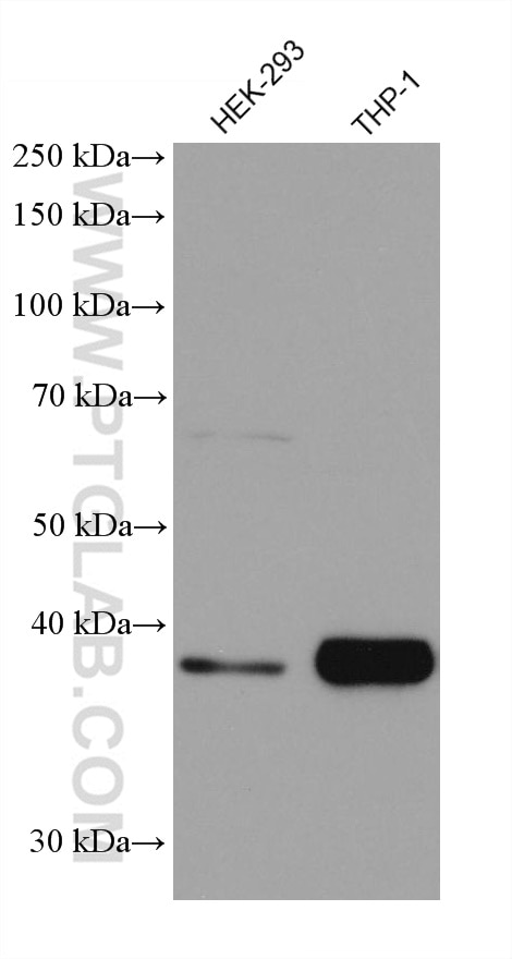 WB analysis using 67944-1-Ig