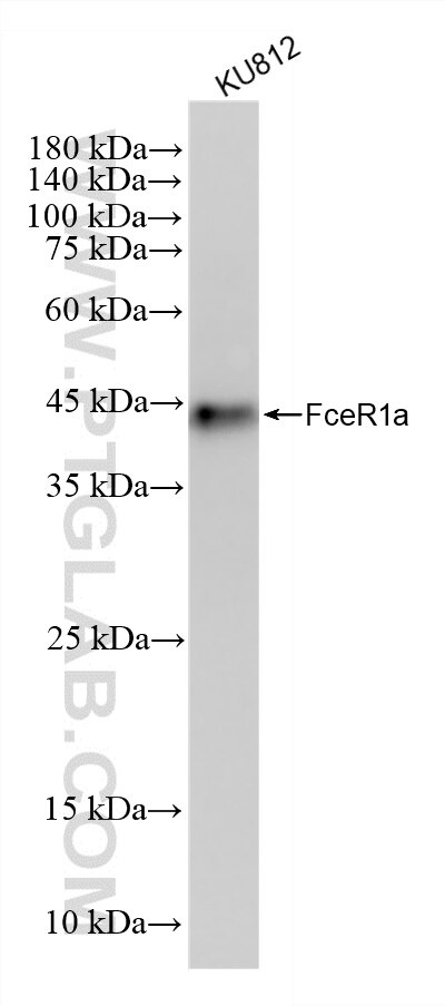 Western Blot (WB) analysis of KU812 cells using FceR1a Recombinant monoclonal antibody (84662-4-RR)