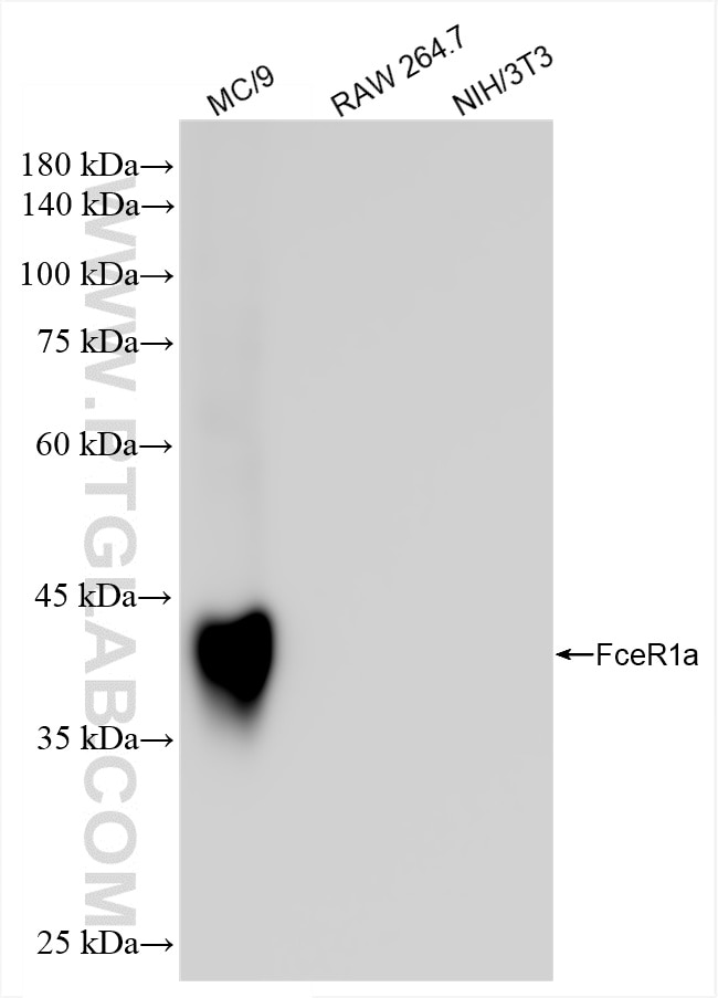 Western Blot (WB) analysis of various lysates using FceR1a Recombinant antibody (84816-4-RR)