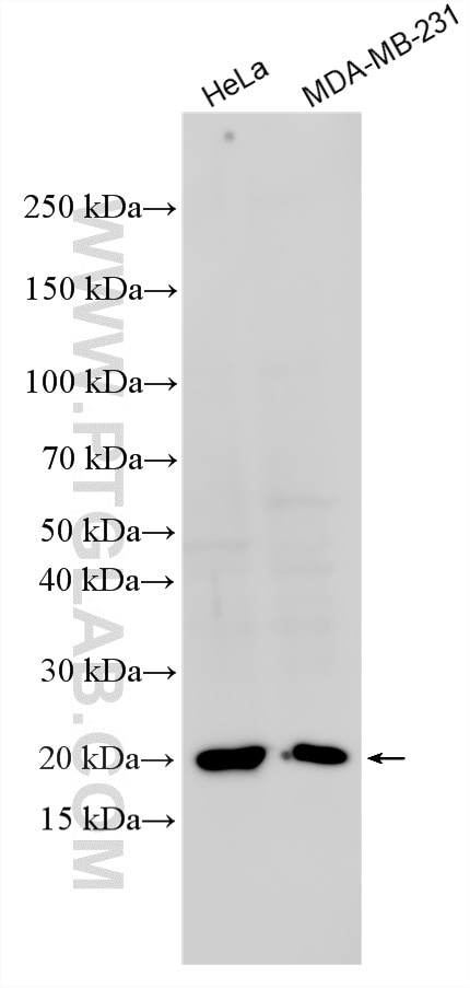 Western Blot (WB) analysis of various lysates using Ferritin heavy chain Recombinant monoclonal antibo (83428-1-RR)