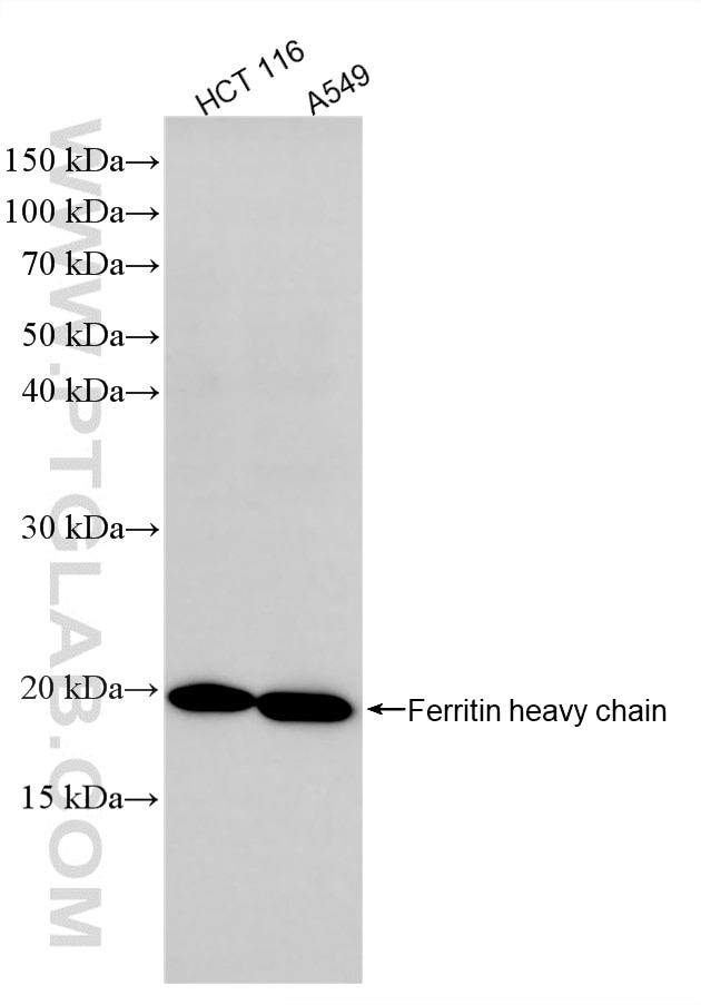 Western Blot (WB) analysis of various lysates using Ferritin heavy chain Recombinant monoclonal antibo (83428-1-RR)