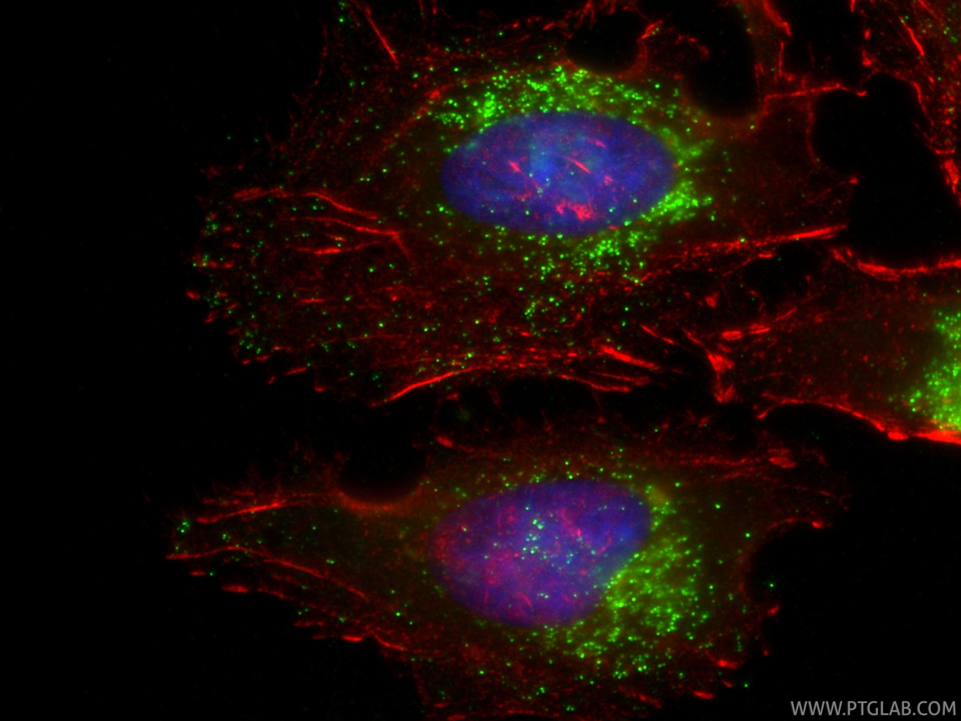Immunofluorescent analysis of (-20°C Ethanol) fixed HeLa cells using CoraLite® Plus 488 Ferritin heavy chain antibody (CL488-83428, Clone: 230312F3 ) at dilution of 1:200, CL594-phalloidin (red). Immunofluorescence (IF) / fluorescent staining of HeLa cells using CoraLite® Plus 488-conjugated Ferritin heavy chain (CL488-83428)