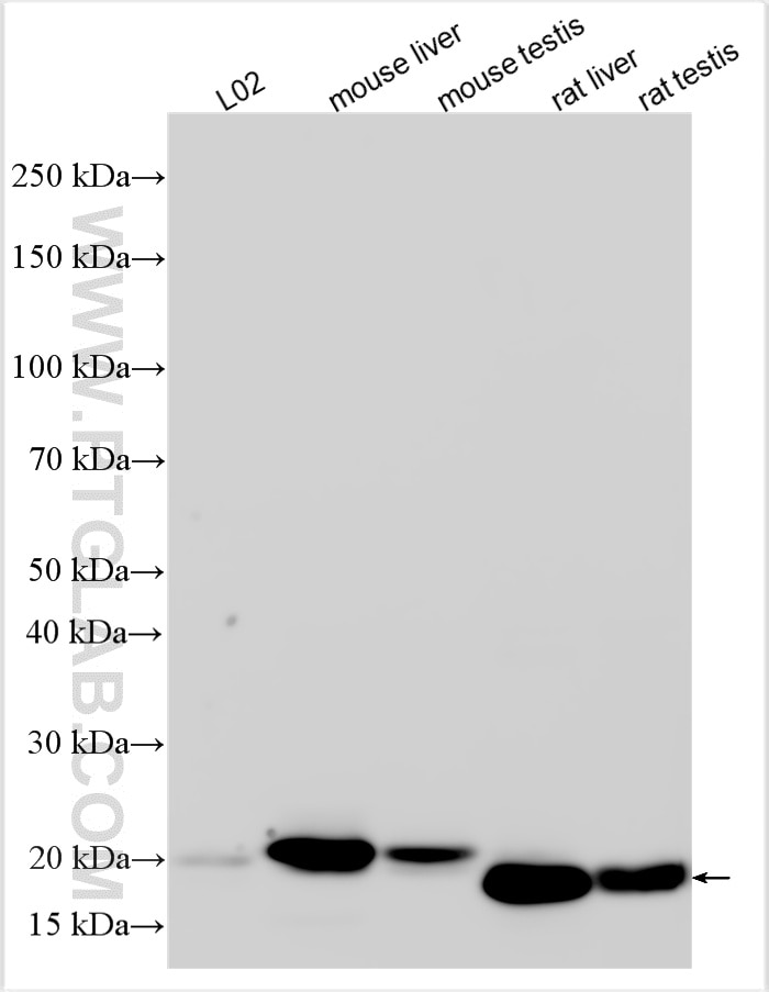 Western Blot (WB) analysis of various lysates using Ferritin light chain 1 Polyclonal antibody (32503-1-AP)