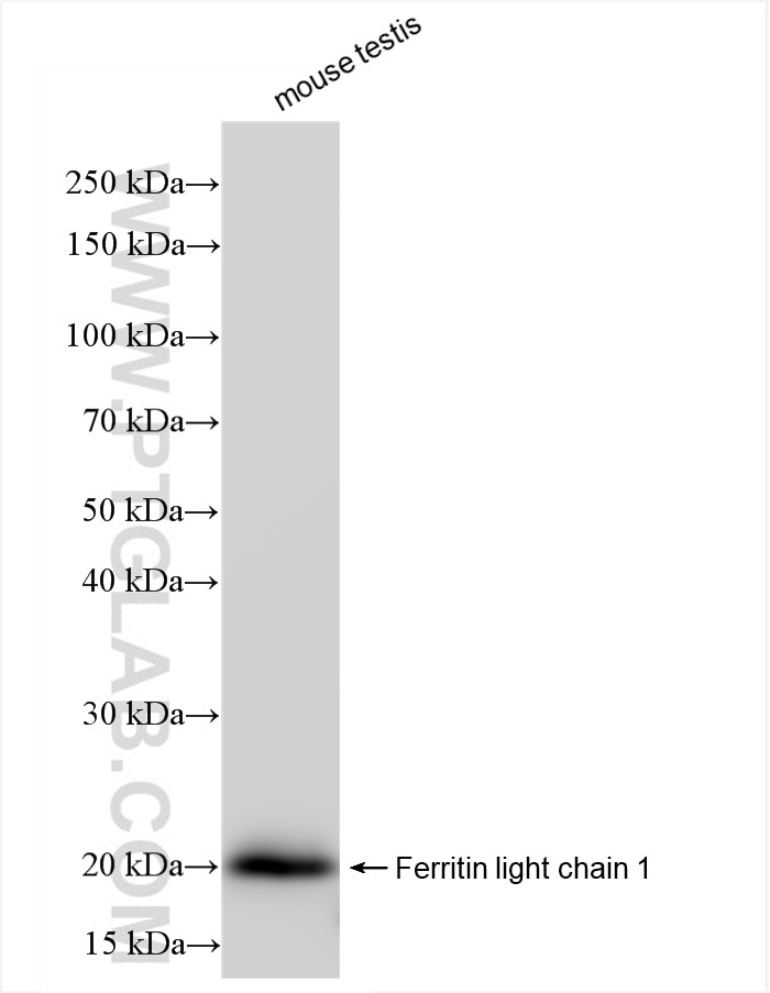 Western Blot (WB) analysis of mouse testis tissue using Ferritin light chain 1 Recombinant antibody (84731-7-RR)