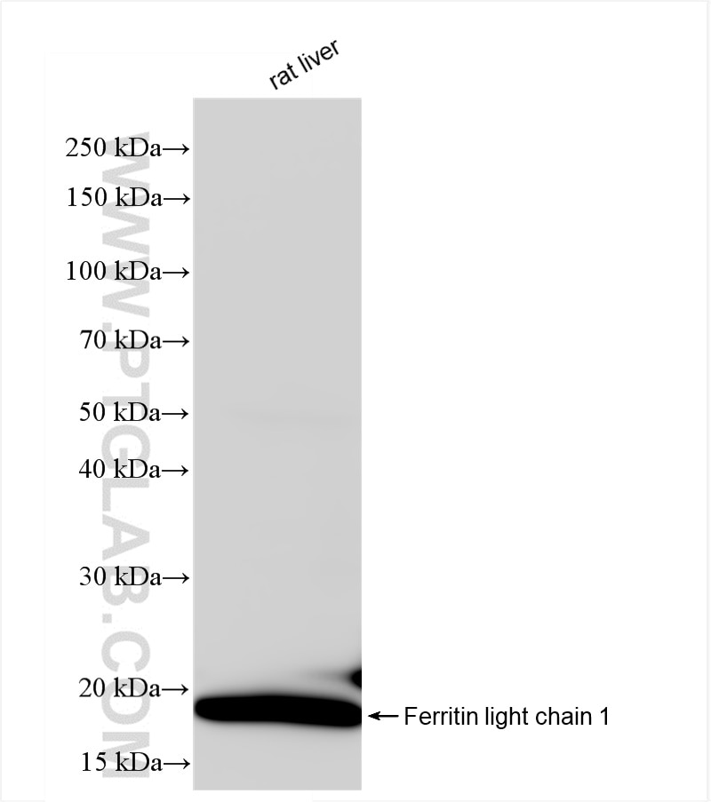 Western Blot (WB) analysis of rat liver tissue using Ferritin light chain 1 Recombinant antibody (84731-7-RR)