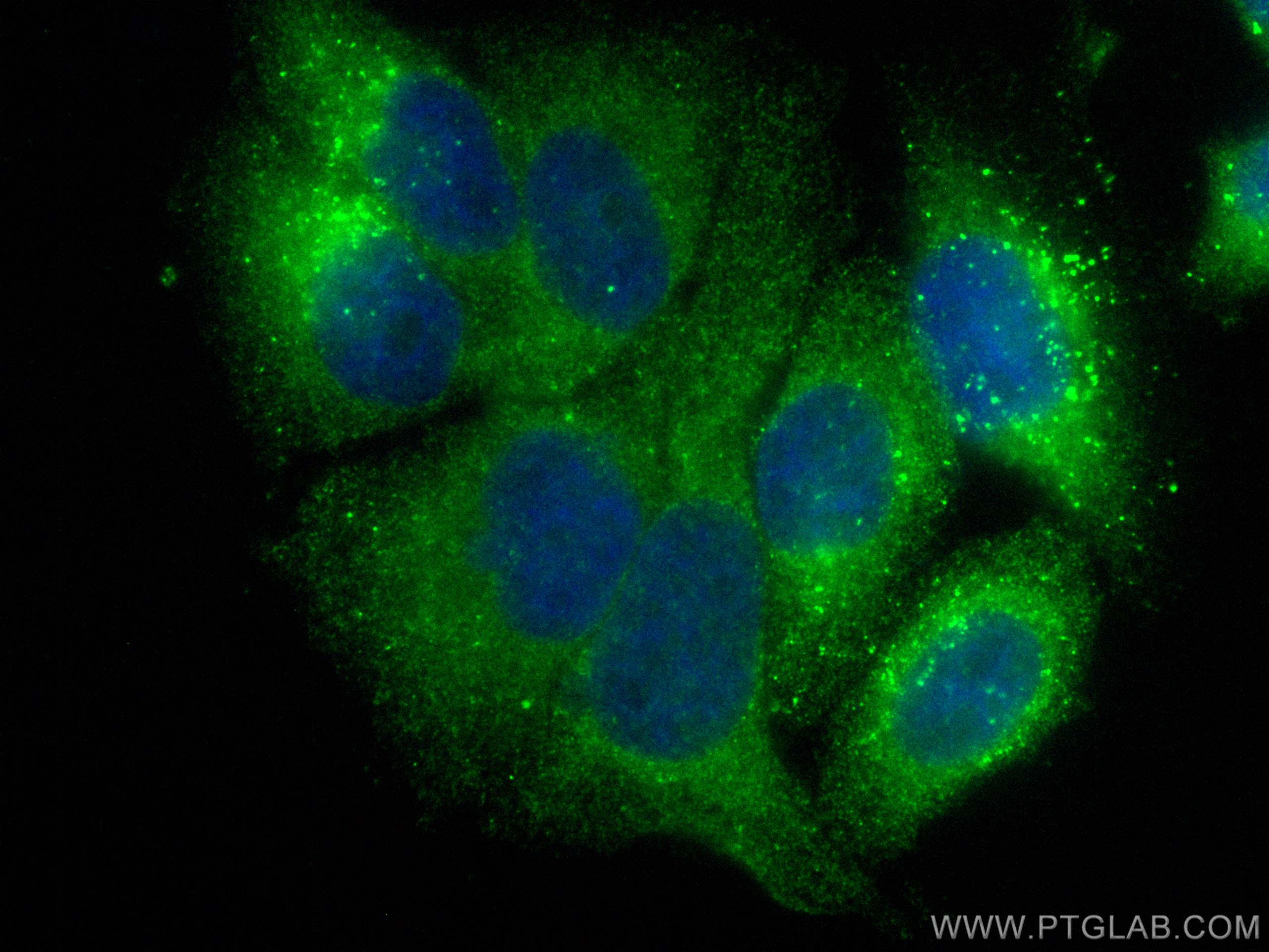 IF Staining of HepG2 using CL488-10727