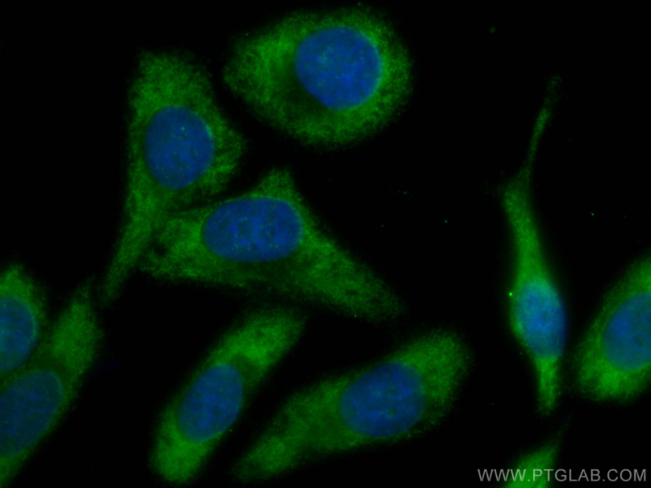 Immunofluorescence (IF) / fluorescent staining of HepG2 cells using CoraLite® Plus 488-conjugated Fetuin-A Monoclonal  (CL488-66094)