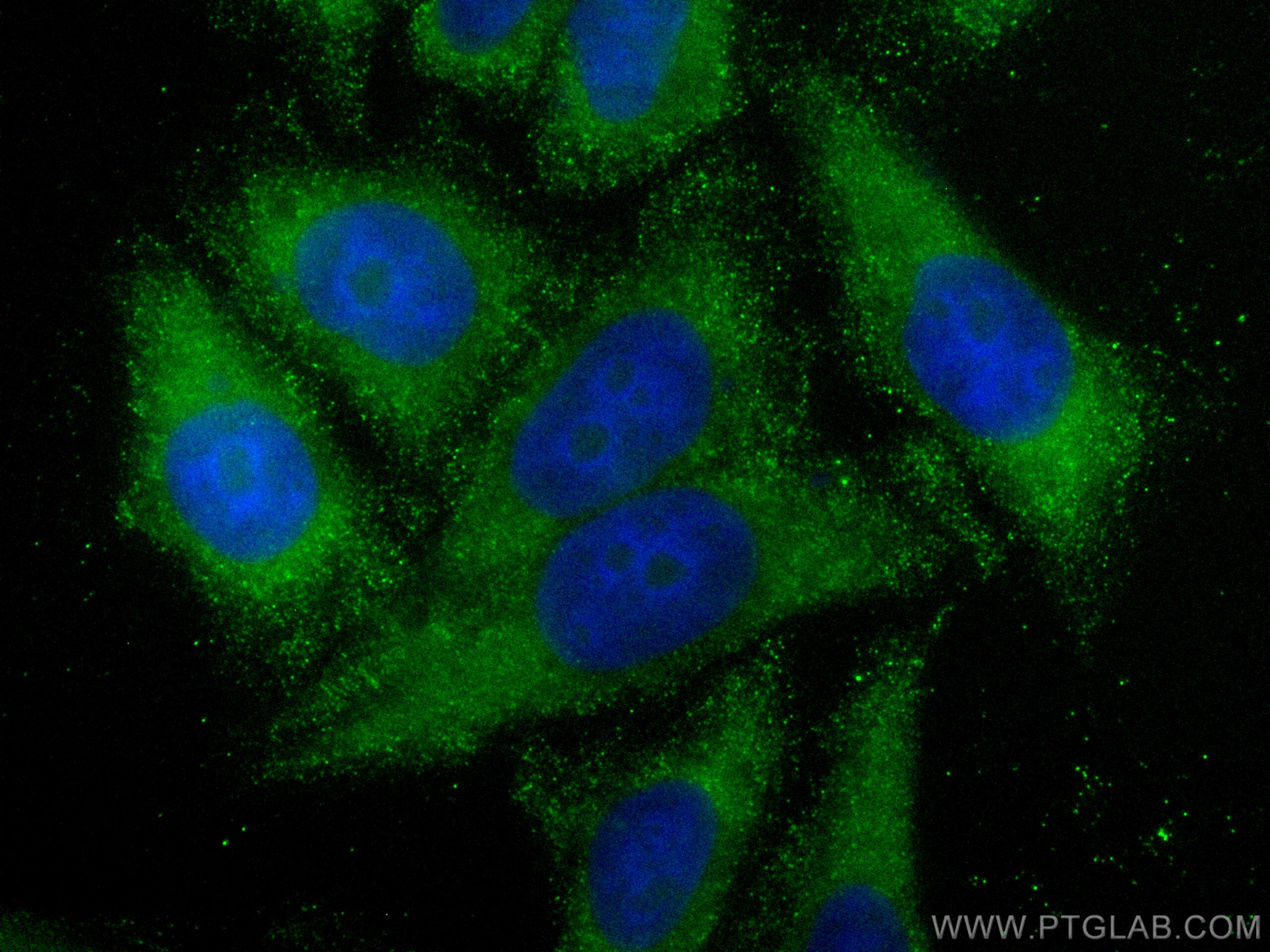 IF Staining of HepG2 using CL488-66094