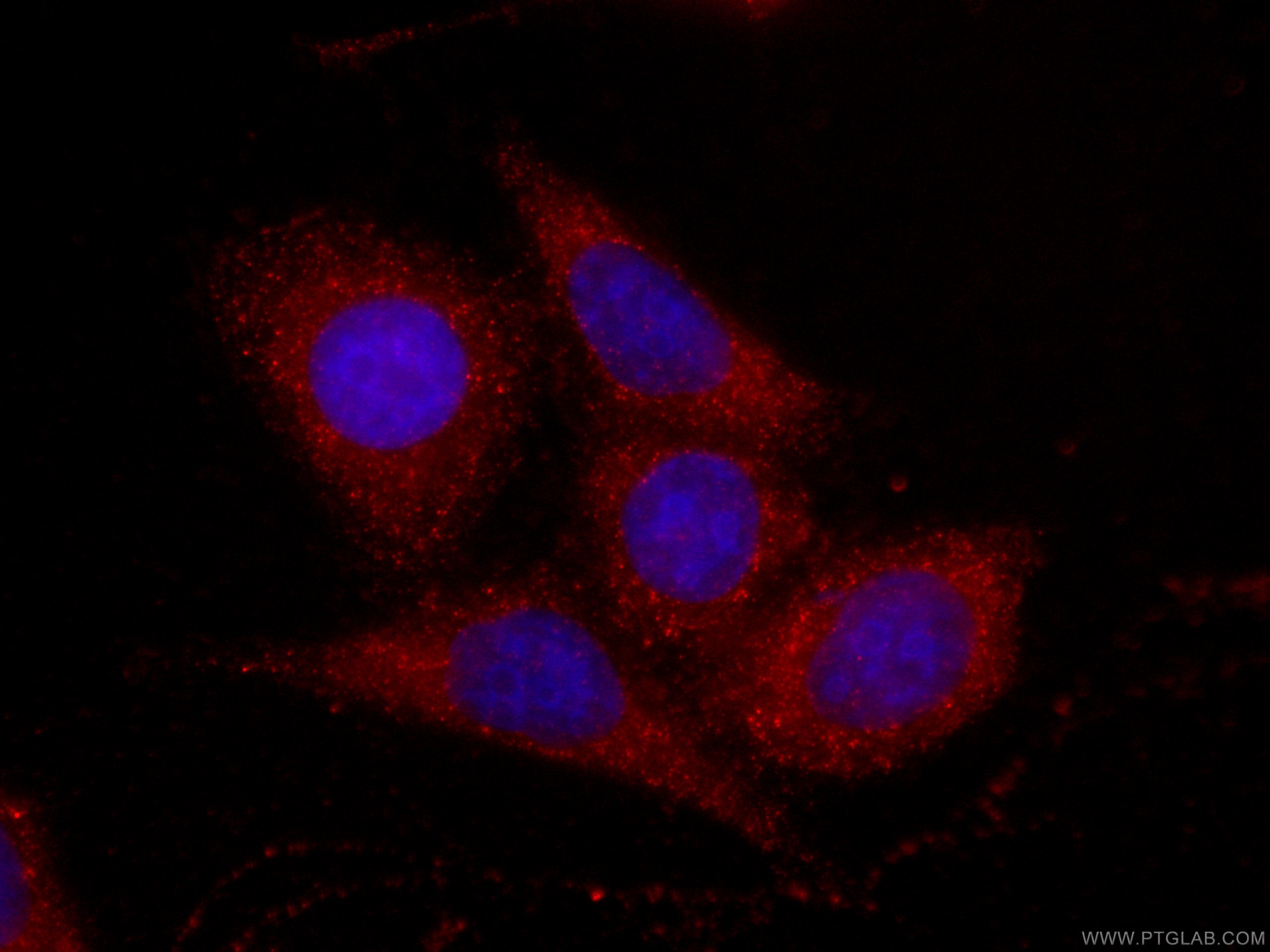 Immunofluorescence (IF) / fluorescent staining of HepG2 cells using CoraLite®594-conjugated Fetuin-A Monoclonal antibo (CL594-66094)