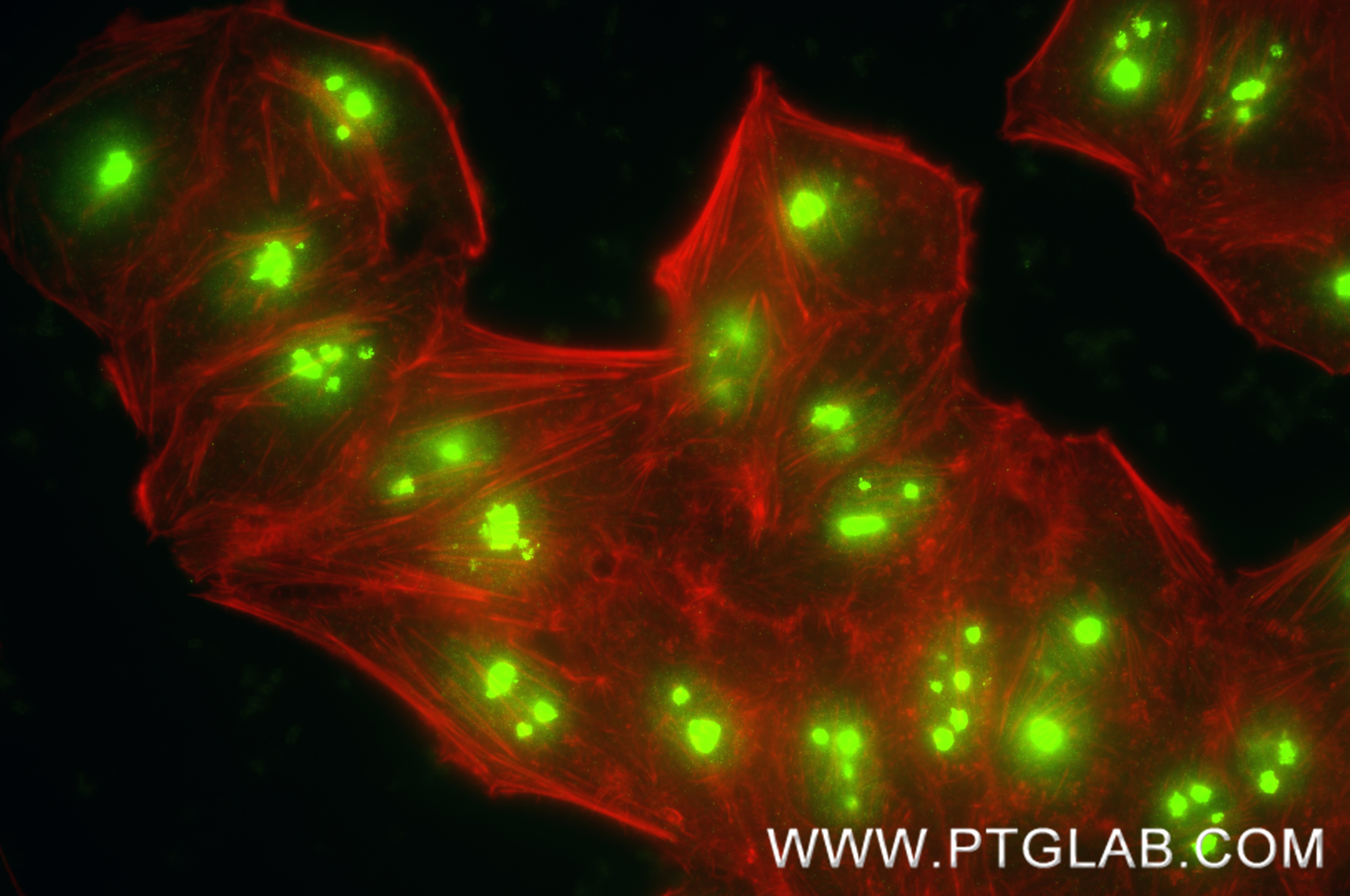 Immunofluorescence (IF) / fluorescent staining of HepG2 cells using Fibrillarin Recombinant monoclonal antibody (87432-2-RR)