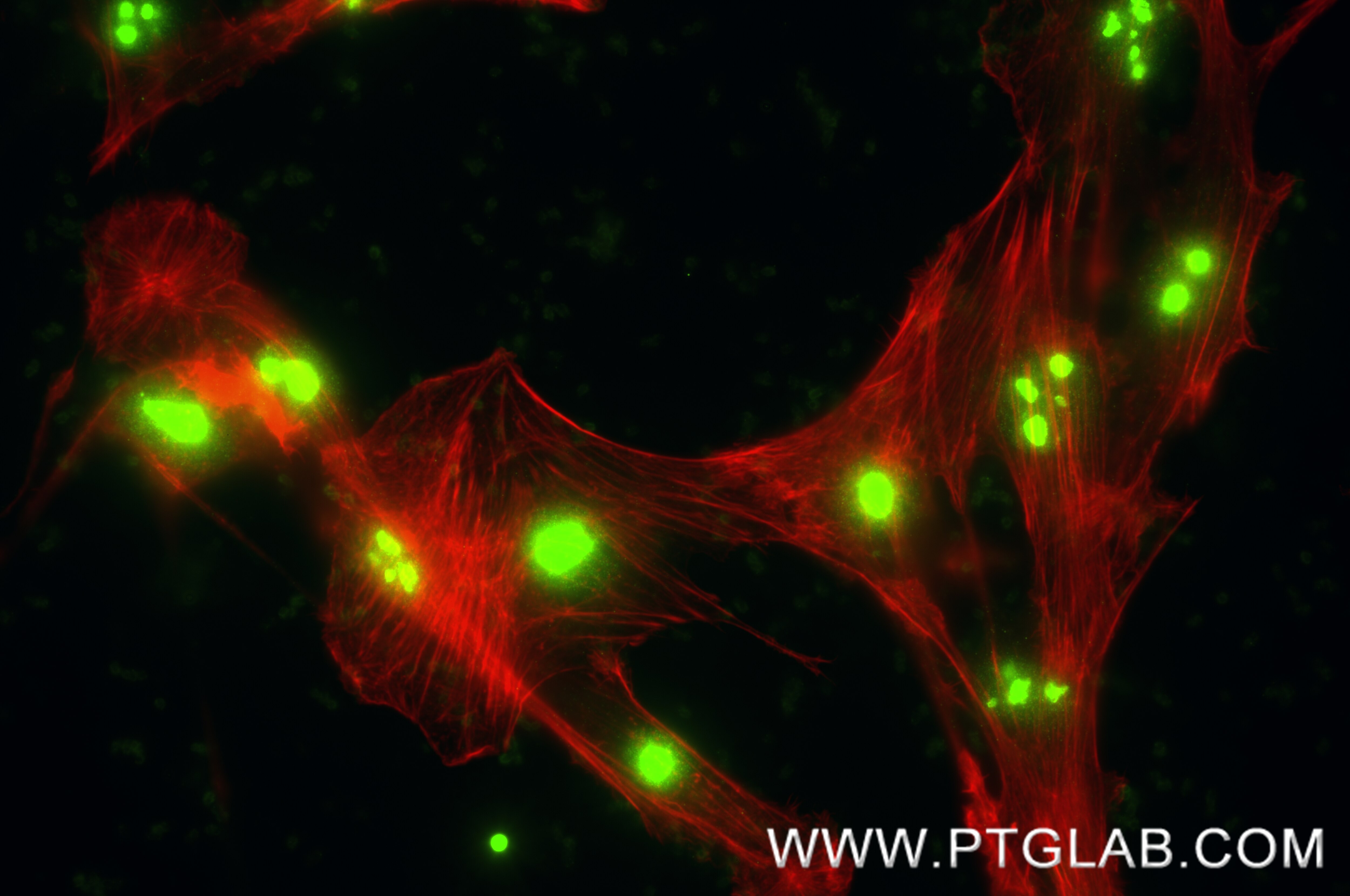 Immunofluorescence (IF) / fluorescent staining of NIH/3T3 cells using Fibrillarin Recombinant monoclonal antibody (87432-2-RR)