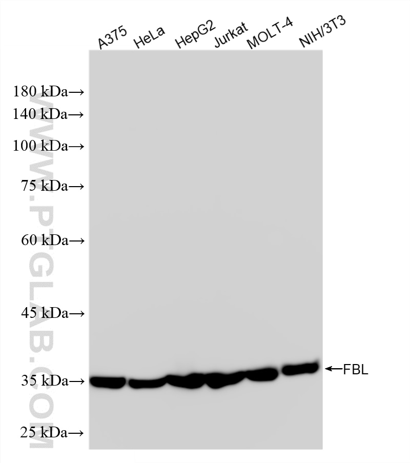 Western Blot (WB) analysis of various lysates using Fibrillarin Recombinant monoclonal antibody (87432-2-RR)