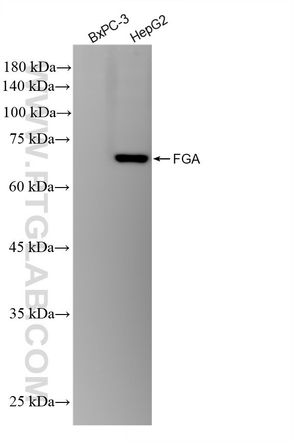 WB analysis using 86913-6-RR (same clone as 86913-6-PBS) Western Blot (WB) analysis of various lysates using Fibrinogen Alpha Chain Recombinant monoclonal anti (86913-6-RR)
