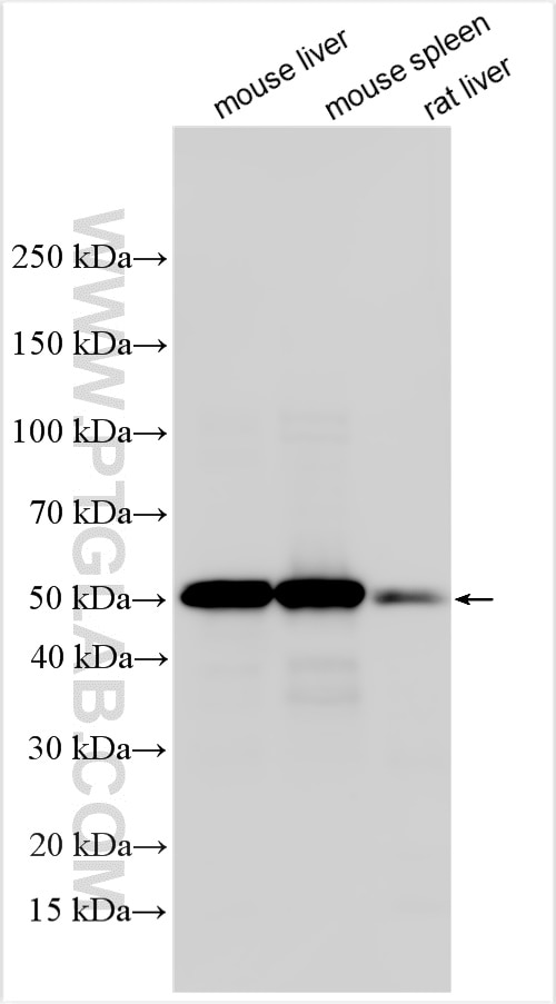 Western Blot (WB) analysis of various lysates using Fibrinogen gamma chain Polyclonal antibody (32404-1-AP)
