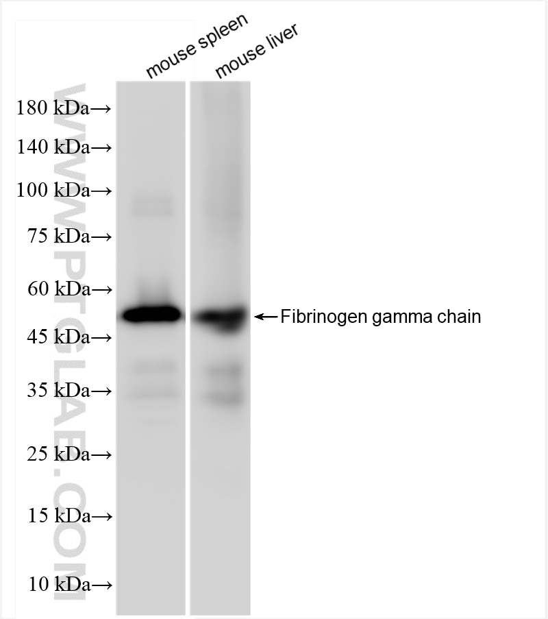 Western Blot (WB) analysis of various lysates using Fibrinogen gamma chain Recombinant antibody (84616-4-RR)