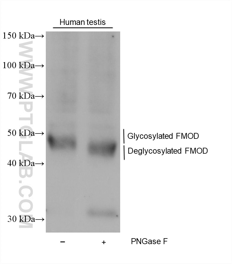 Western Blot (WB) analysis of various lysates using Fibromodulin Monoclonal antibody (60108-2-Ig)