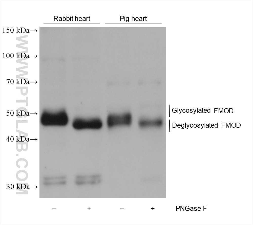 Western Blot (WB) analysis of various lysates using Fibromodulin Monoclonal antibody (60108-2-Ig)