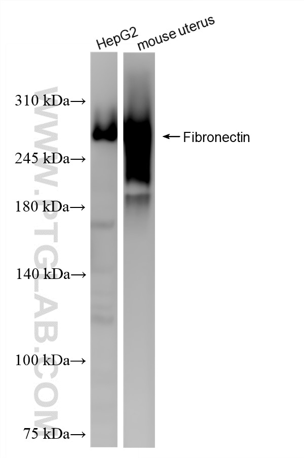 WB analysis using 80911-4-RR Western Blot (WB) analysis of various lysates using Fibronectin Recombinant monoclonal antibody (80911-4-RR)