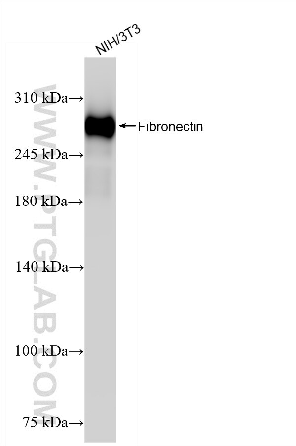 WB analysis of NIH/3T3 using 80911-4-RR Western Blot (WB) analysis of NIH/3T3 cells using Fibronectin Recombinant monoclonal antibody (80911-4-RR)