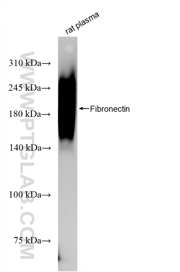 WB analysis of rat plasma using 80911-4-RR Western Blot (WB) analysis of rat plasma using Fibronectin Recombinant monoclonal antibody (80911-4-RR)