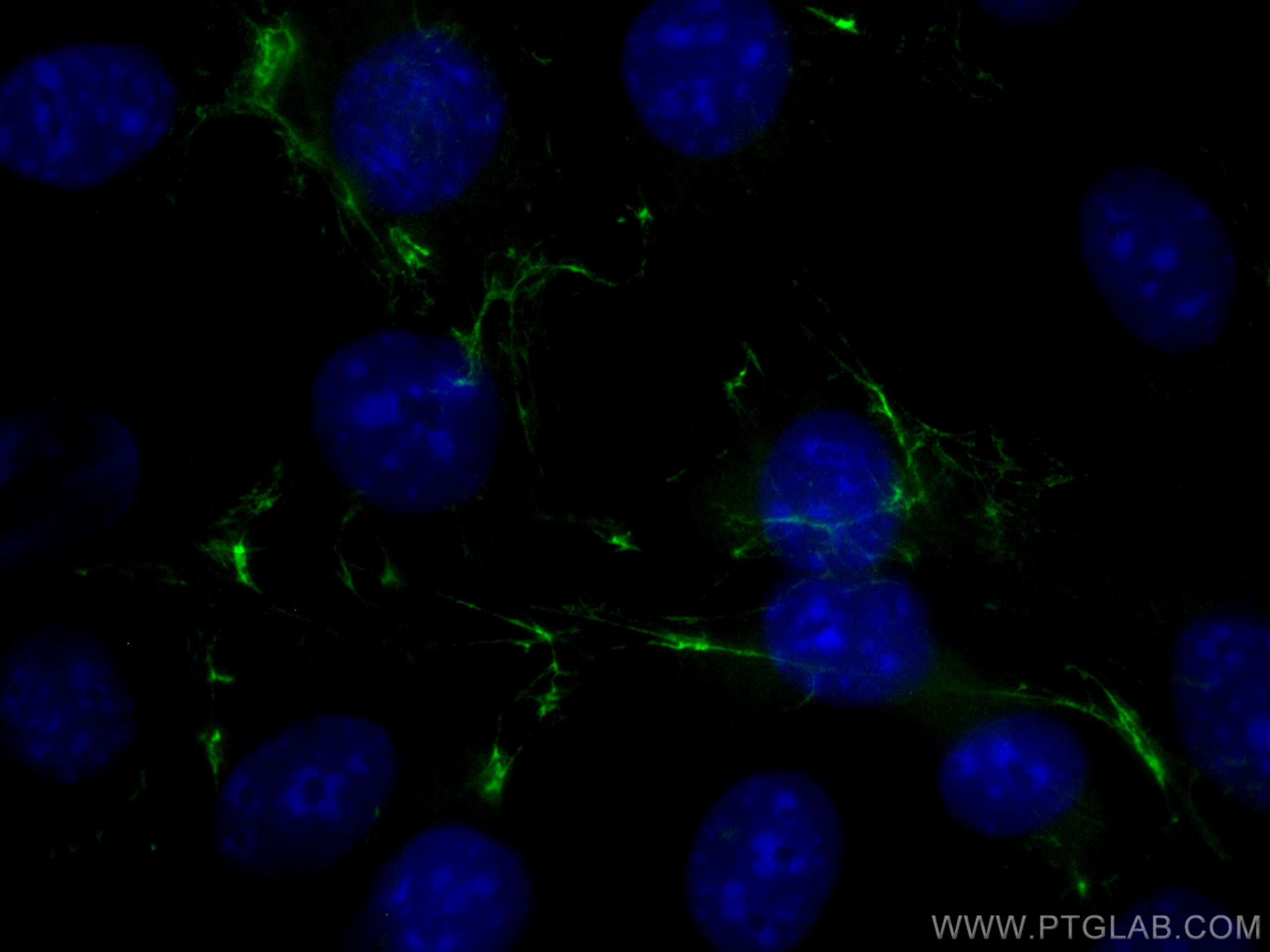 Immunofluorescence (IF) / fluorescent staining of NIH/3T3 cells using CoraLite® Plus 488-conjugated Fibronectin Polyclon (CL488-15613)