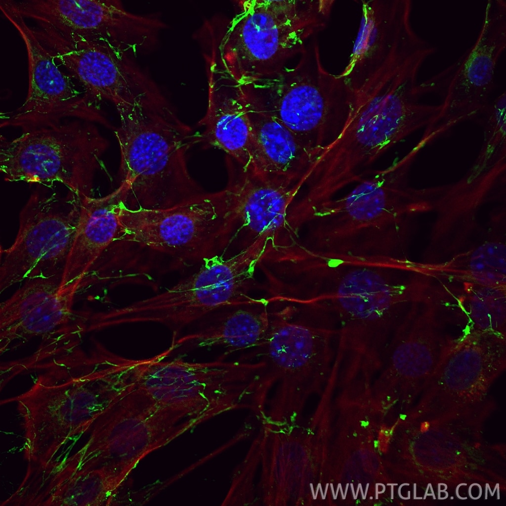 Immunofluorescence (IF) / fluorescent staining of NIH/3T3 cells using CoraLite® Plus 488-conjugated Fibronectin Polyclon (CL488-15613)