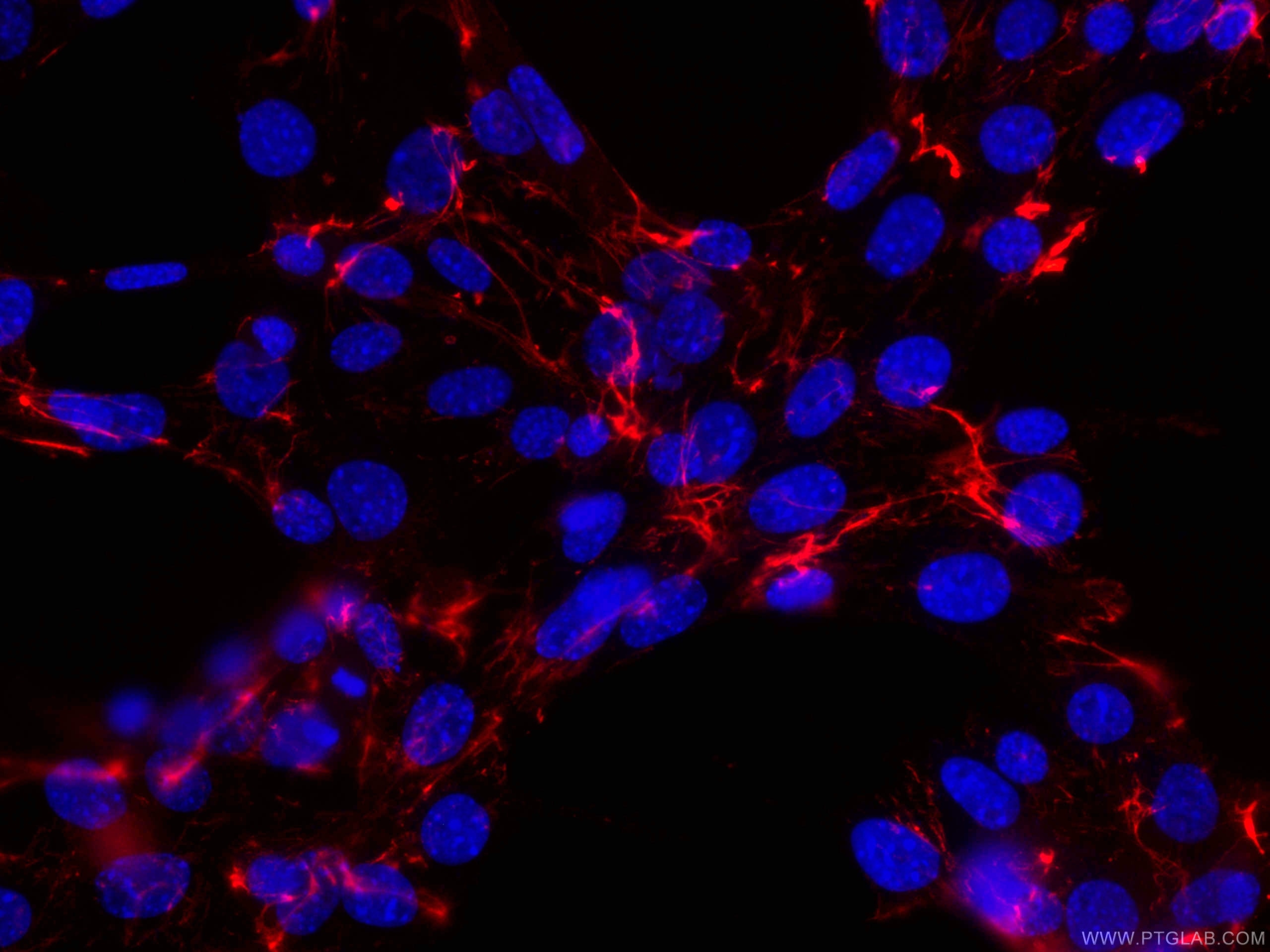 Immunofluorescence (IF) / fluorescent staining of NIH/3T3 cells using CoraLite®594-conjugated Fibronectin Monoclonal ant (CL594-66042)