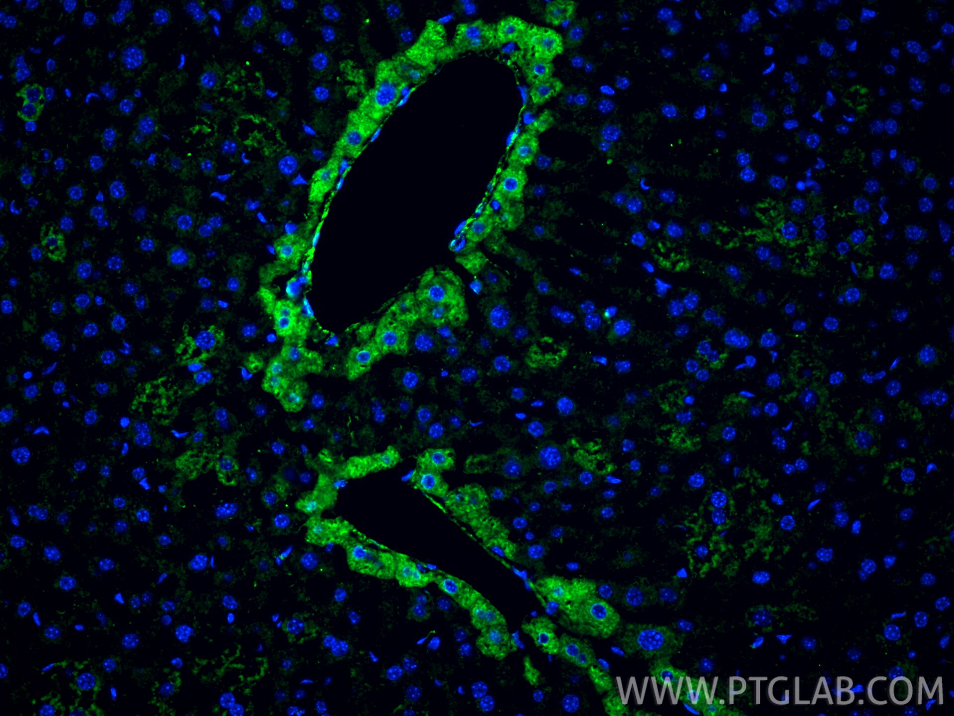 Immunofluorescent analysis of (4% PFA) fixed paraffin-embedded mouse liver tissue using Ficolin 2 antibody (32442-1-AP) at dilution of 1:400 and CoraLite®488-Conjugated Goat Anti-Rabbit IgG(H+L) (SA00013-2). Heat mediated antigen retrieval with Tris-EDTA buffer (pH 9.0). Immunofluorescence (IF) / fluorescent staining of mouse liver tissue using Ficolin 2 Polyclonal antibody (32442-1-AP)
