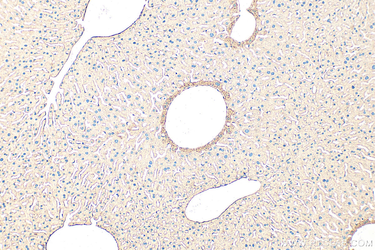 Immunohistochemical analysis of paraffin-embedded mouse liver tissue slide using 32442-1-AP (Ficolin 2 antibody) at dilution of 1:200 (under 10x lens). Heat mediated antigen retrieval with Tris-EDTA buffer (pH 9.0). Immunohistochemistry (IHC) staining of mouse liver tissue using Ficolin 2 Polyclonal antibody (32442-1-AP)