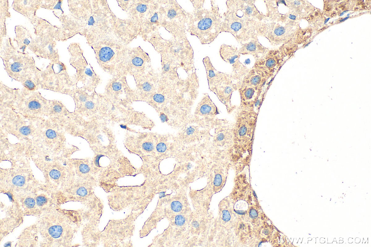 Immunohistochemical analysis of paraffin-embedded mouse liver tissue slide using 32442-1-AP (Ficolin 2 antibody) at dilution of 1:200 (under 40x lens). Heat mediated antigen retrieval with Tris-EDTA buffer (pH 9.0). Immunohistochemistry (IHC) staining of mouse liver tissue using Ficolin 2 Polyclonal antibody (32442-1-AP)