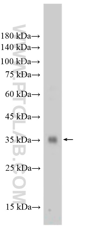 Western Blot (WB) analysis of mouse lung tissue using Ficolin 2 Polyclonal antibody (32442-1-AP)