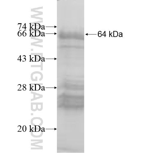 Fig4 fusion protein Ag10379 SDS-PAGE