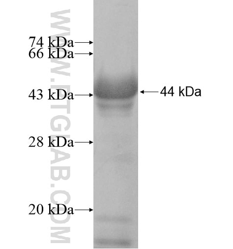 Fig4 fusion protein Ag10380 SDS-PAGE