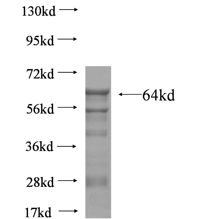 Fig4 fusion protein Ag6429 SDS-PAGE