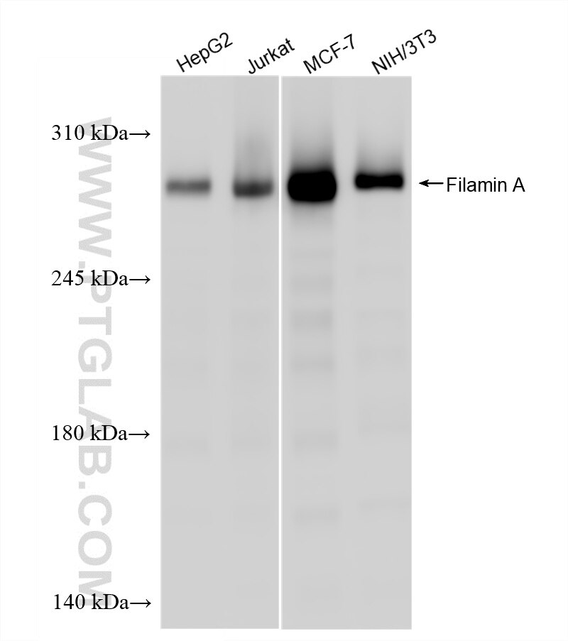 WB analysis using 86959-3-RR (same clone as 86959-3-PBS) Western Blot (WB) analysis of various lysates using Filamin A Recombinant monoclonal antibody (86959-3-RR)