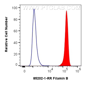 Flow cytometry (FC) experiment of HEK-293T cells using Filamin B Recombinant antibody (85202-1-RR)