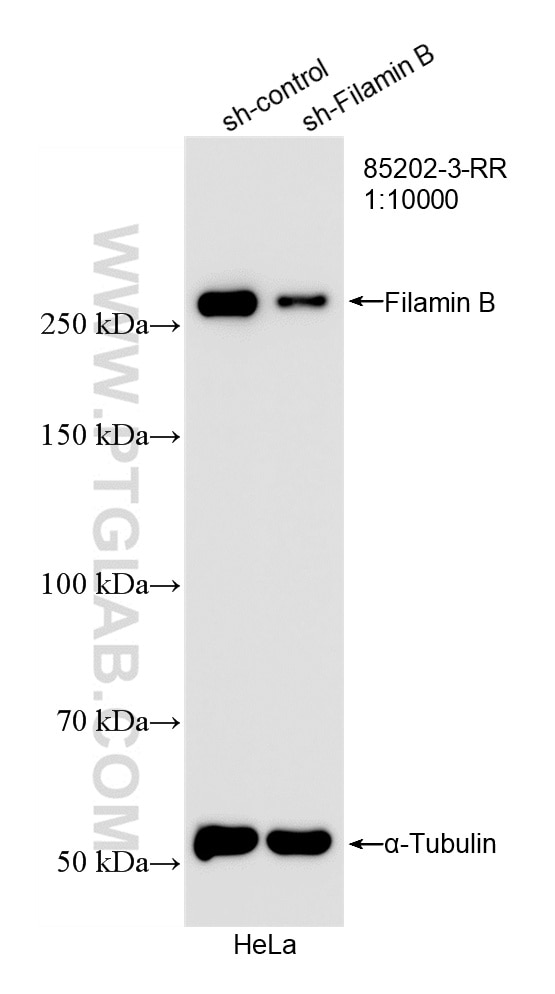 WB analysis of HeLa using 85202-3-RR Western Blot (WB) analysis of HeLa cells using Filamin B Recombinant monoclonal antibody (85202-3-RR)