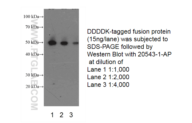 Western Blot (WB) analysis of recombinant protein using DYKDDDDK tag Polyclonal antibody (Binds to FLAG® t (20543-1-AP)
