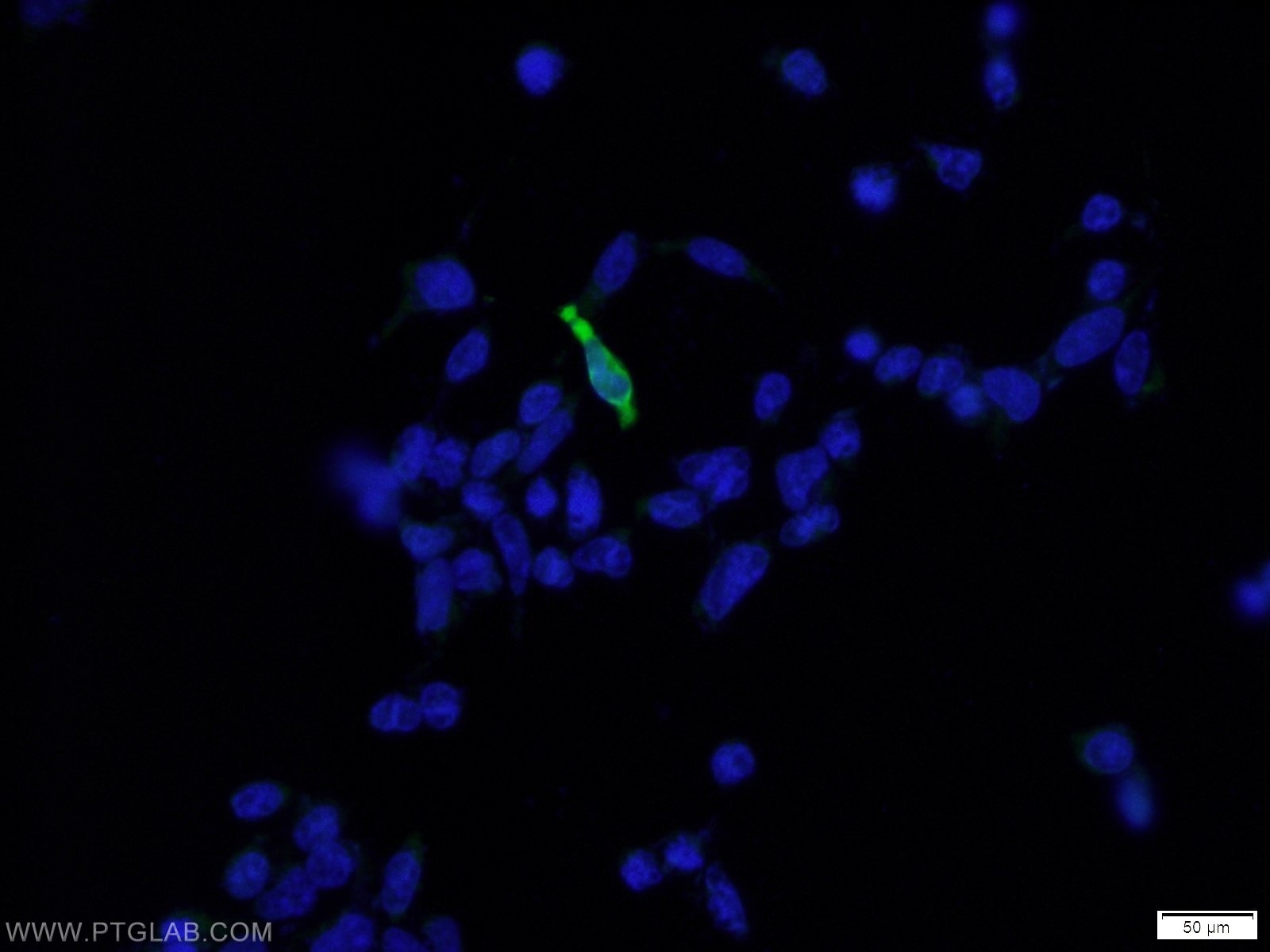 Immunofluorescence (IF) / fluorescent staining of Transfected HEK-293 cells using DYKDDDDK tag Polyclonal antibody (Binds to FLAG® t (20543-1-AP)