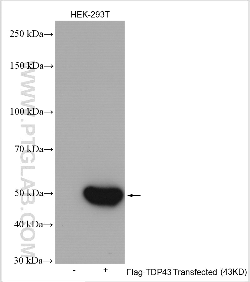 Western Blot (WB) analysis of various lysates using DYKDDDDK tag Polyclonal antibody (Binds to FLAG® t (20543-1-AP)