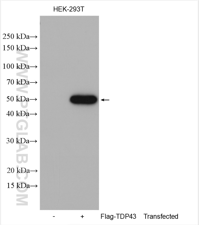 Western Blot (WB) analysis of various lysates using DYKDDDDK tag Polyclonal antibody (Binds to FLAG® t (20543-1-AP)