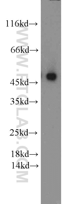 Western Blot (WB) analysis of Recombinant protein using DYKDDDDK tag Polyclonal antibody (Binds to FLAG® t (20543-1-AP)