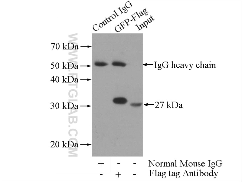 IP experiment of Recombinant protein using 60002-1-Ig