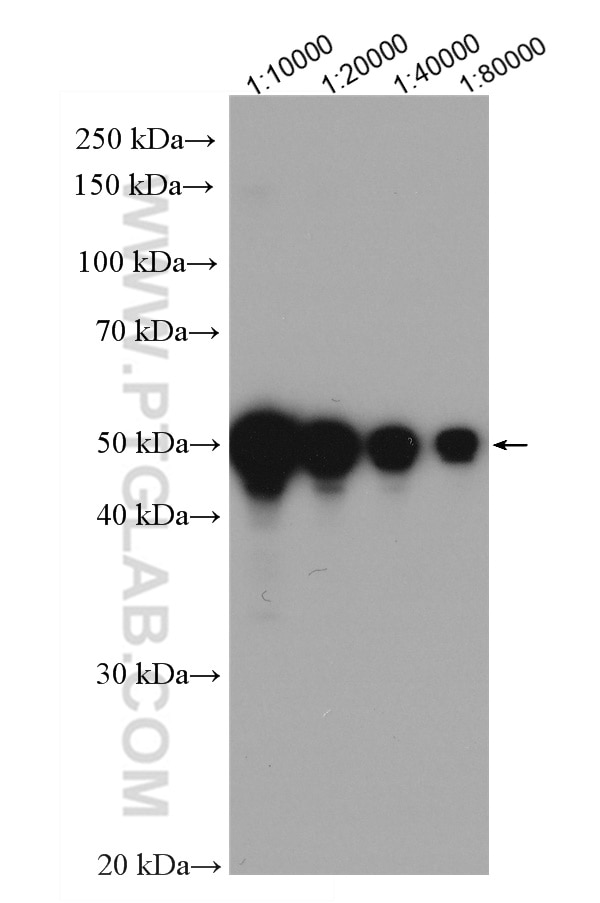 Western Blot (WB) analysis of Recombinant protein using HRP-conjugated DYKDDDDK Tag Monoclonal antibody (B (HRP-66008)