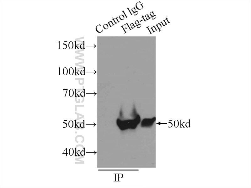Immunoprecipitation (IP) experiment of Transfected HEK-293 cells using DDDDK tag Monoclonal antibody (Binds to FLAG® tag  (66008-1-Ig)
