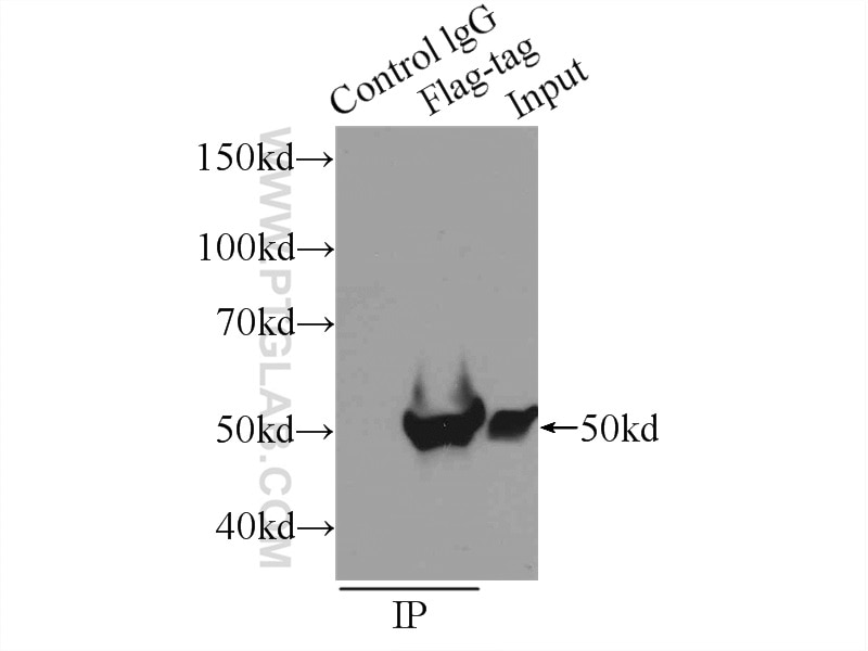 Immunoprecipitation (IP) experiment of Transfected HEK-293 cells using DDDDK tag Monoclonal antibody (Binds to FLAG® tag  (66008-1-Ig)